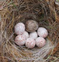 cowbird egg in chickadee nest. Photo by Jay Brindo