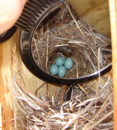 Mountain Bluebird Eggs. Photo by Zell Lundberg.
