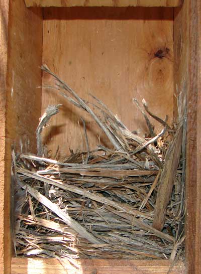 Mountain Bluebird nest. Photo by Zell Lundberg.