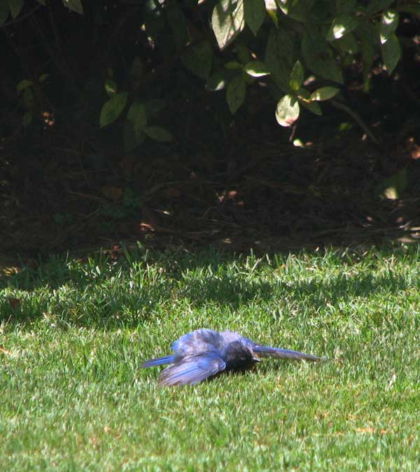 Male Bluebird "Anting". Photo by Debbie Leone.
