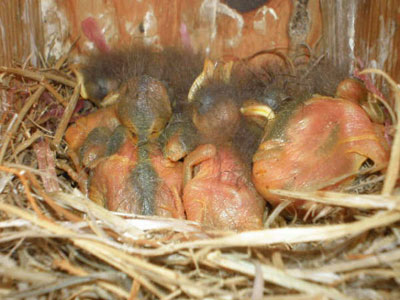 WEBL nestlings.  Photo by Earl Garrison.