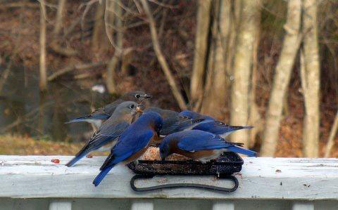 Bluebirds eating dried mealworms