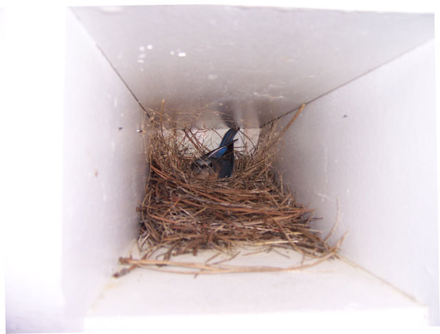 Bluebird in Paperbox. Photo by Denise Gallier.