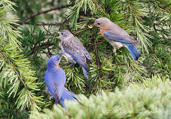 parents feeding fledglings. Photo by Lynn Shoeninger.