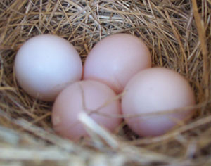 Pink bluebird eggs. Photo by Normal Guidetti.