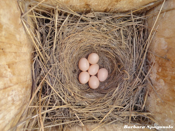 Pink Eggs. Photo by Barbara Spagnuolo