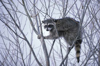 Raccoon.  Wikimedia commons photo