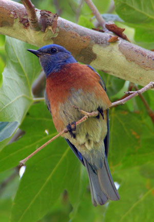 Eastern Bluebird Bird Facts  Sialia sialis - A-Z Animals