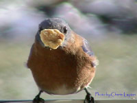 Bluebird eating suet. Photo by Cherie Layton