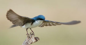 Tree Swallow. Photo by Wendell Long