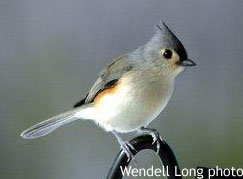 Tufted Titmouse, photo by Wendell Long
