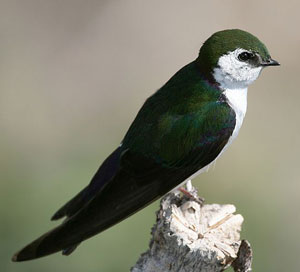 Violet-green Swallow. Wikimedia commons photo by Wolfgang Wander