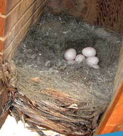 WBNU nest. Photo by Zell Lundberg