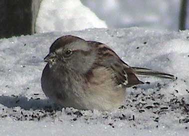 American Tree Sparrow?  Photo by John Beaudette