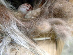 ATFL eggs, buffalo fur in nest. Photo by J. Garriott