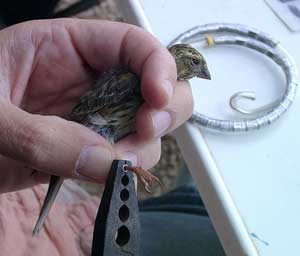 Banding a bird - wikimedia commons photo