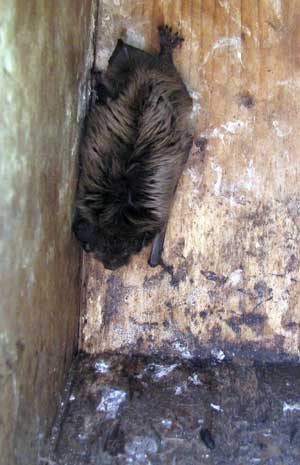 Bat in nestbox. Photo by Bet Zimmerman.
