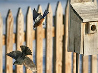 Bluebird fights off Cowbird. Photo by Dave Kinneer.