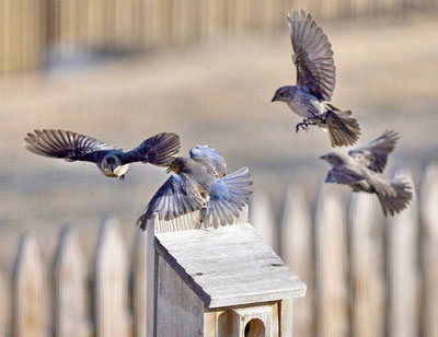 Bluebird fight with Cowbirds. Photo by Dave Kinneer.