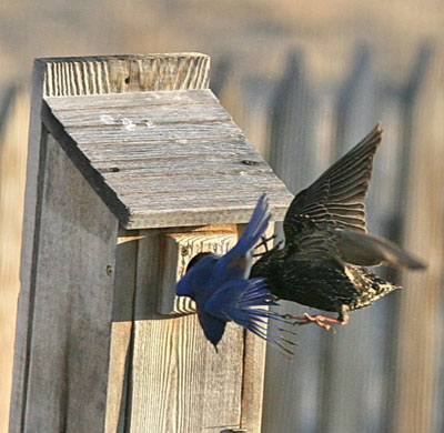 Bluebird fight with Starling. Photo by Dave Kinneer.