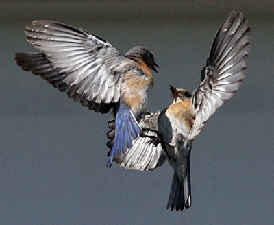 Bluebird fights with Bluebird. Photo by Dave Kinneer.