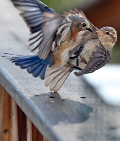 Bluebird Fight with House Sparrow. Photo by Dave Kinneer.
