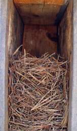 Eastern bluebird nest in peterson box. Photo by Bet Zimmerman.