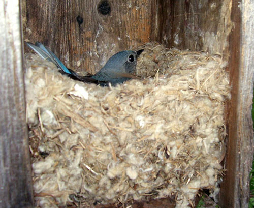 Bluebird in a nest made of cat tails.