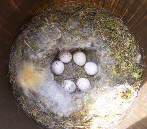 Black-capped Chickadee nest.  Photo by Bet Zimmerman.