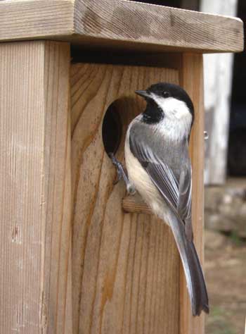 Black-Capped Chickadee Nesting: How They Build Their Homes