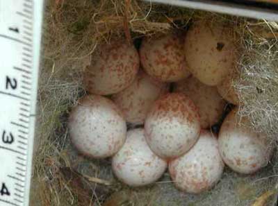 BCCH eggs, 11 in one nest, photo by Pam Spielmann of OH.
