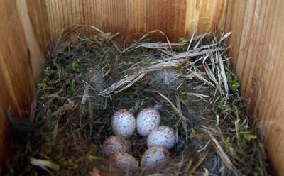 Chickadee nest. Photo by Bet Zimmerman.