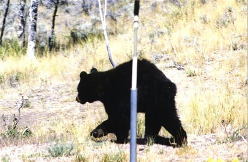 Bear near nestbox. Photo by Dave Richmond.