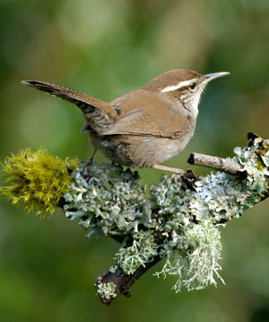 Bewick's Wren. Photo by Minette Layne, Wikimedia Commons.