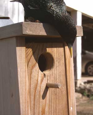 Starling. Photo by Bet Zimmerman.