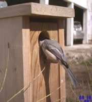 Checking inside.  They seem to like the perch.  Unfortunately, perches help House Sparrows defend a box.   (25kb)