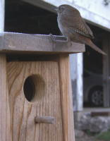 House Wren surveillance. (17kb)