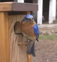 This male bluebird came by day after day to check out the local real estate.  He is part of a pair that is nesting in the backyard. (22kb)