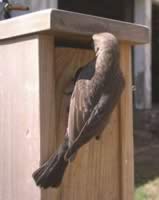 A female cowbird looks for a potential spot to dump.  But can't fit in the 1.25