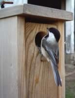 Black-capped Chickadee on a frequent exploratory visit. (31kb)