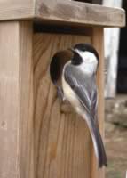 The chickadees keep a watchful eye on the camera, maybe because it looks like a big eyeball. (32kb)