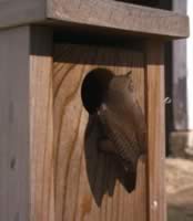 House Wrens showed up way before I realized they had arrived.  They will readily destroy chickadee eggs, remove nesting material and either fill the box up with a dummy nest or claim it for a real nest. (28kb)