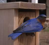 Male back again. He repeatedly tried to enter the box, but couldn't get past his head due to the 1.25