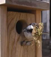 A mouthful of moss.  Chickadees can build a nest in 3-4 days or take up to 2 weeks.  Only the female builds, and th nest is fairly complex. (23kb)