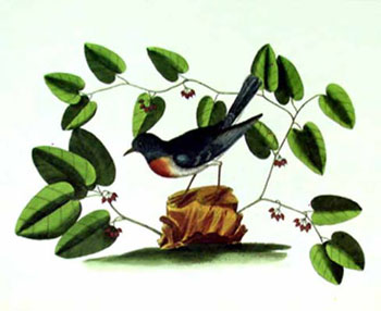 The Blew Bird.  Plate in Natural History of Carolina, Florida and the Bahama Islands