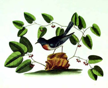 The Blew Bird. Plate in Natural History of Carolina, Florida and the Bahama Islands