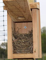Bluebird nest photo by Meg Chartier.