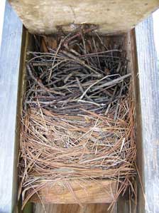 House wren dummy nest built over EABL nest which may have been abandoned. Photo by E Zimmerman