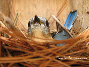 Eastern bluebird on nest.  Photo by Bet Zimmerman, www.sialis.org