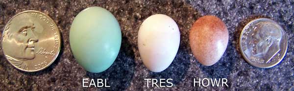 Relative sizes of Eastern Bluebird, Tree Swallow and House Wren Eggs. Photo by E Zimmerman